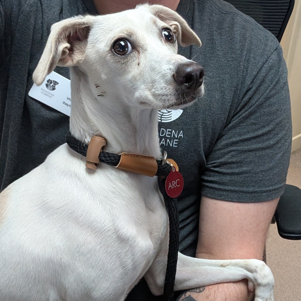 Shelter Stray Female Dog last seen , 361 S Raymond Ave, Pasadena, CA 91105, USA