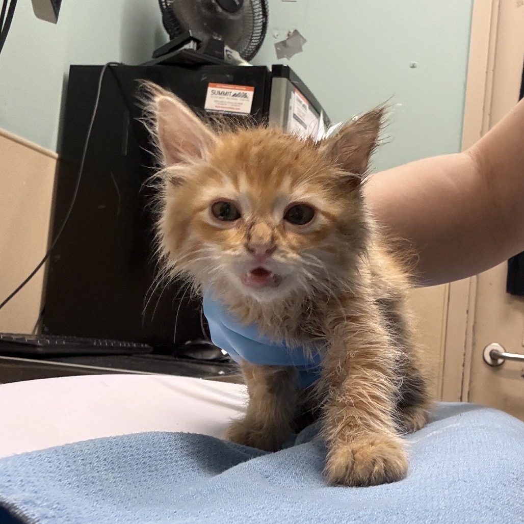 Shelter Stray Male Cat last seen , 2608 Center St, Tacoma, WA 98409, USA