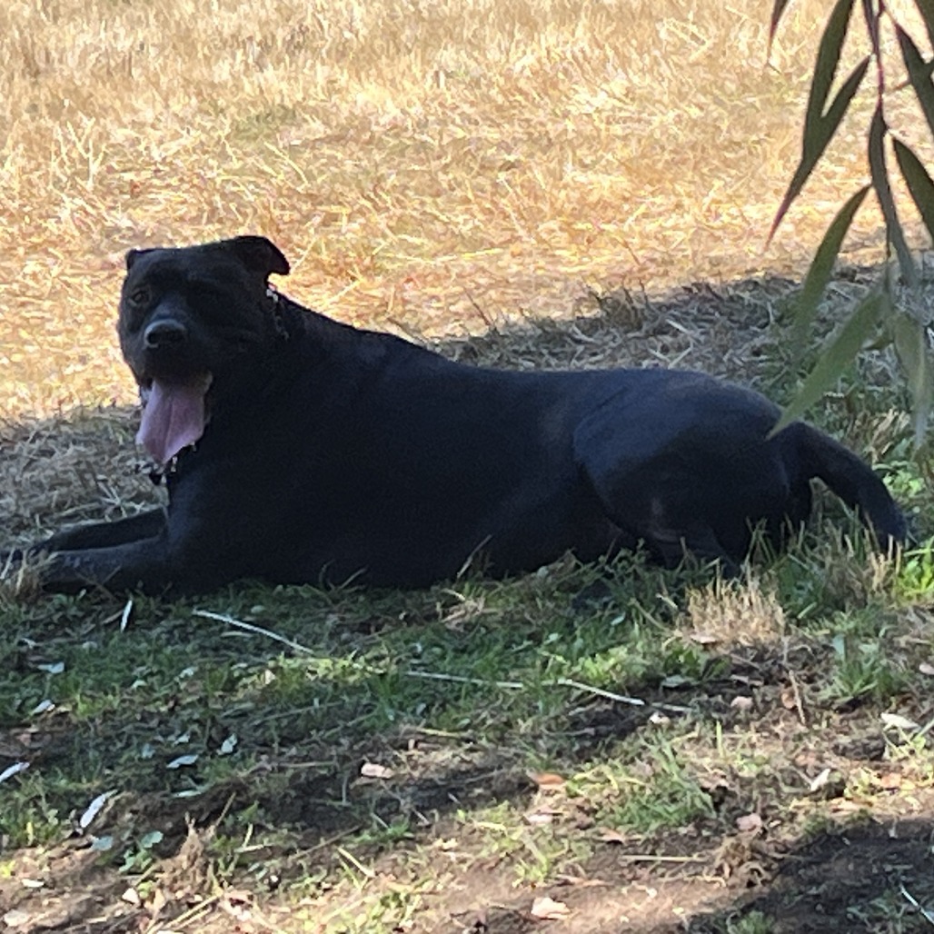 Shelter Stray Male Dog last seen , 2608 Center St, Tacoma, WA 98409, USA