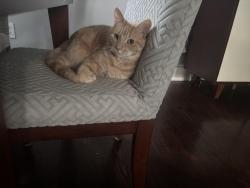 Lost Female Cat last seen New Milford, New Milford, CT 06776