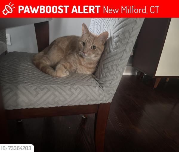 Lost Female Cat last seen New Milford, New Milford, CT 06776
