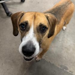 Shelter Stray Male Dog last seen , 3607 N Armenia Ave, Tampa, FL 33607, USA
