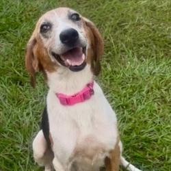 Shelter Stray Female Dog last seen , 3607 N Armenia Ave, Tampa, FL 33607, USA