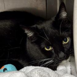 Shelter Stray Unknown Cat last seen , 12910 Yukon Ave, Hawthorne, CA 90250, USA