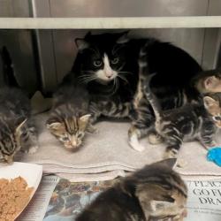 Shelter Stray Unknown Cat last seen , 12910 Yukon Ave, Hawthorne, CA 90250, USA