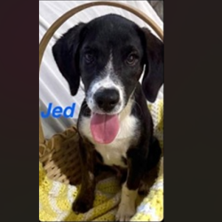 Shelter Stray Male Dog last seen , 3607 N Armenia Ave, Tampa, FL 33607, USA