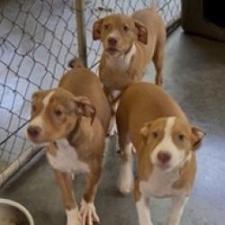Shelter Stray Female Dog last seen , 3607 N Armenia Ave, Tampa, FL 33607, USA