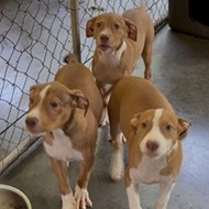 Shelter Stray Female Dog last seen , 3607 N Armenia Ave, Tampa, FL 33607, USA