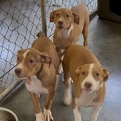 Shelter Stray Female Dog last seen , 3607 N Armenia Ave, Tampa, FL 33607, USA