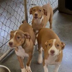 Shelter Stray Female Dog last seen , 3607 N Armenia Ave, Tampa, FL 33607, USA