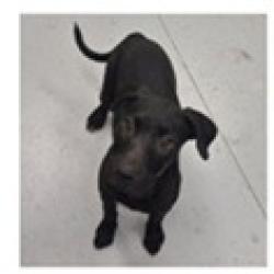 Shelter Stray Female Dog last seen , 3607 N Armenia Ave, Tampa, FL 33607, USA