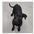 Shelter Stray Female Dog last seen , 3607 N Armenia Ave, Tampa, FL 33607, USA