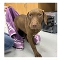 Shelter Stray Male Dog last seen , 3607 N Armenia Ave, Tampa, FL 33607, USA