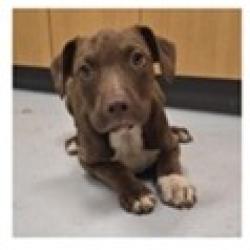 Shelter Stray Female Dog last seen , 3607 N Armenia Ave, Tampa, FL 33607, USA