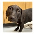 Shelter Stray Female Dog last seen , 3607 N Armenia Ave, Tampa, FL 33607, USA