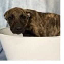 Shelter Stray Male Dog last seen , 3607 N Armenia Ave, Tampa, FL 33607, USA