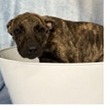 Shelter Stray Male Dog last seen , 3607 N Armenia Ave, Tampa, FL 33607, USA