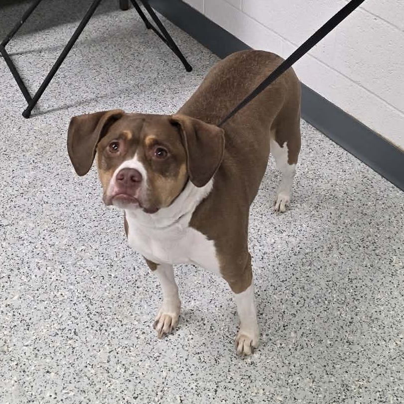 Shelter Stray Female Dog last seen , 5801 Graye Ln, Caldwell, ID 83607, USA