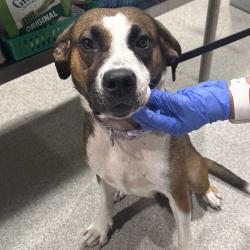 Shelter Stray Female Dog last seen , 3607 N Armenia Ave, Tampa, FL 33607, USA