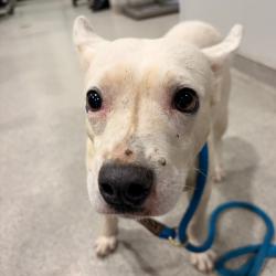 Shelter Stray Male Dog last seen , 3607 N Armenia Ave, Tampa, FL 33607, USA