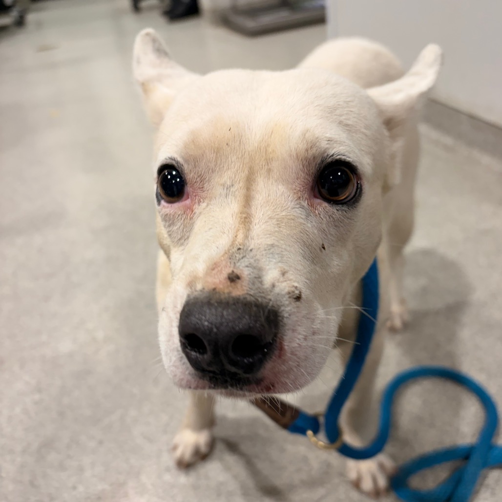 Shelter Stray Male Dog last seen , 3607 N Armenia Ave, Tampa, FL 33607, USA