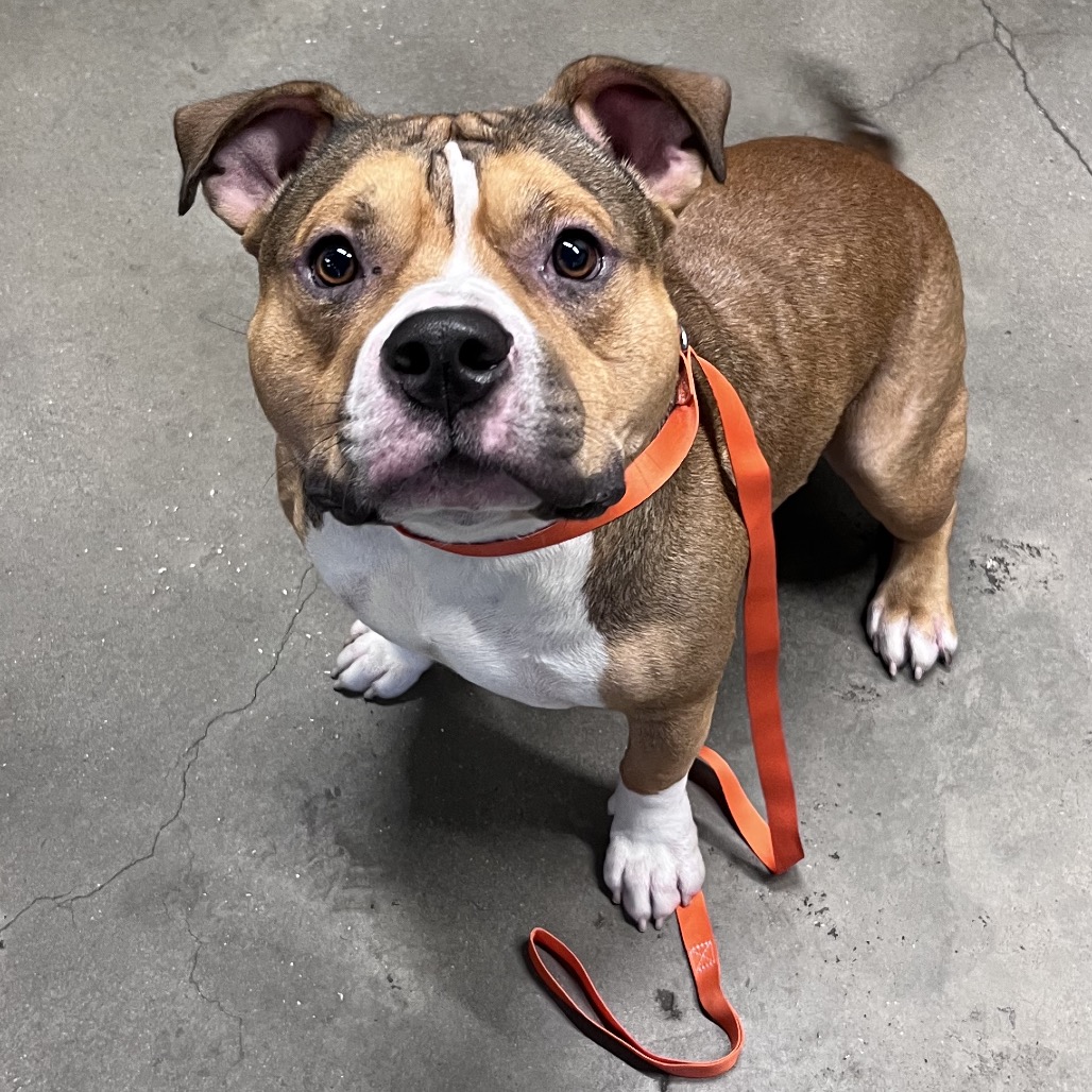 Shelter Stray Male Dog last seen , 3607 N Armenia Ave, Tampa, FL 33607, USA