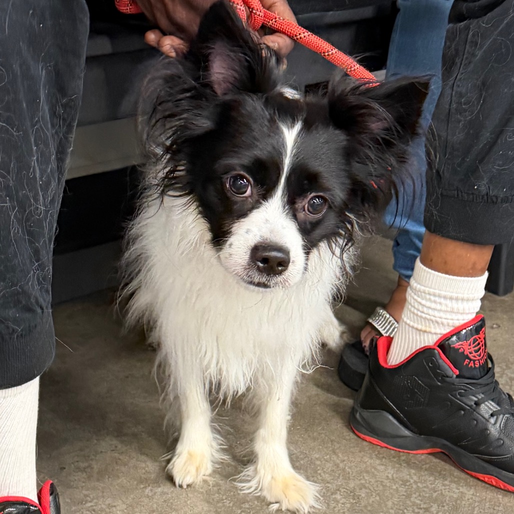 Shelter Stray Male Dog last seen , 3607 N Armenia Ave, Tampa, FL 33607, USA