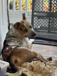 Found/Stray Male Dog last seen 10th and wood, Oakland, CA 94607