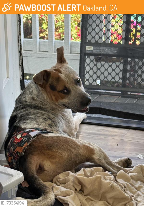 Found/Stray Male Dog last seen 10th and wood, Oakland, CA 94607