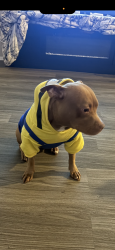 Lost Female Dog last seen The Grove apmts and Cross Keys and New Halls Ferry, Florissant, MO 63033