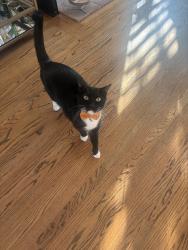 Reunited Male Cat last seen Waverley and Lauren st, Menlo Park, CA 94025
