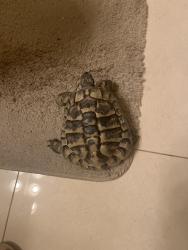 Found/Stray Unknown Reptile last seen Breakwater and Mariner, Las Vegas, NV 89128