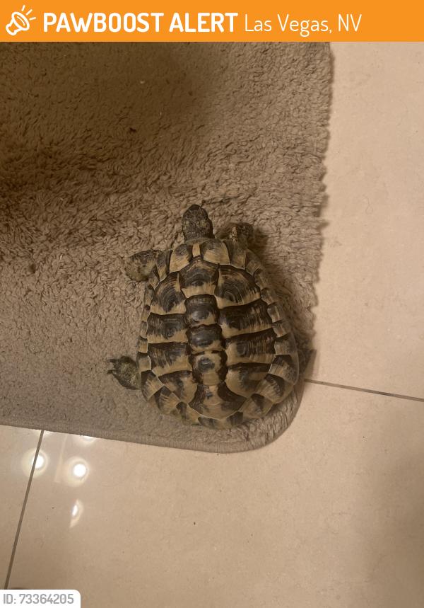 Found/Stray Unknown Reptile last seen Breakwater and Mariner, Las Vegas, NV 89128