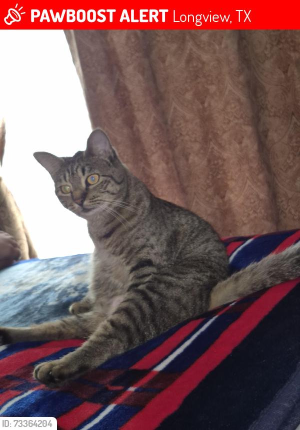 Lost Female Cat last seen Honey suckle farms, Longview, TX 75605