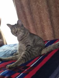 Lost Female Cat last seen Honey suckle farms, Longview, TX 75605