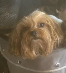 Lost Female Dog last seen East 71st, Indianapolis, IN 46220