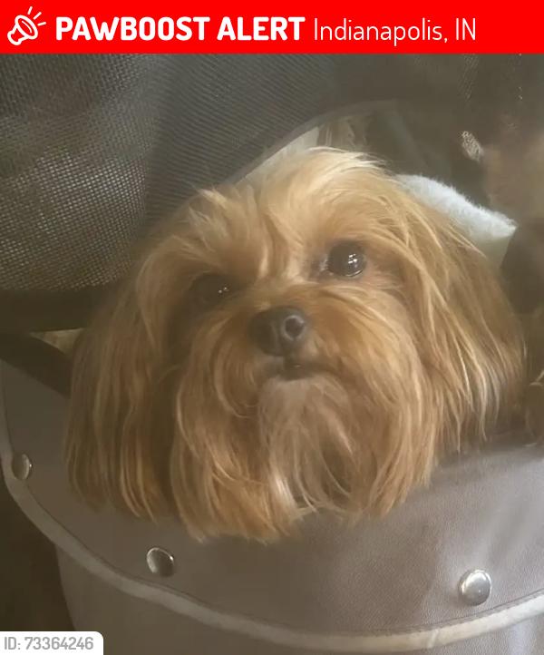 Lost Female Dog last seen East 71st, Indianapolis, IN 46220