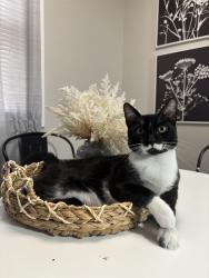 Lost Male Cat last seen Plattern st green bay, Green Bay, WI 54303
