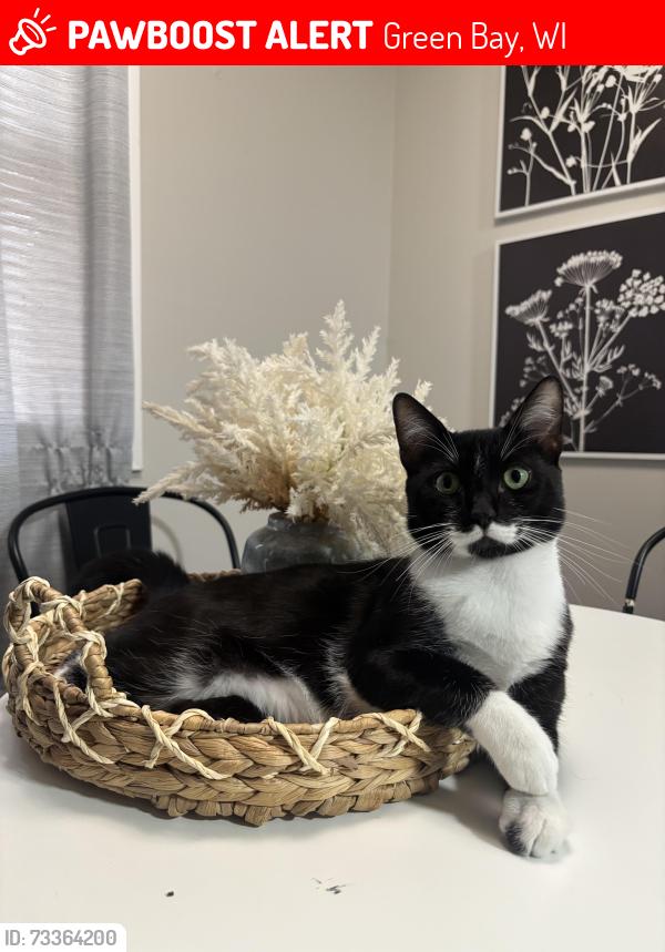 Lost Male Cat last seen Plattern st green bay, Green Bay, WI 54303