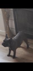 Found/Stray Male Dog last seen 5th and bear valley, Victorville, CA 92395