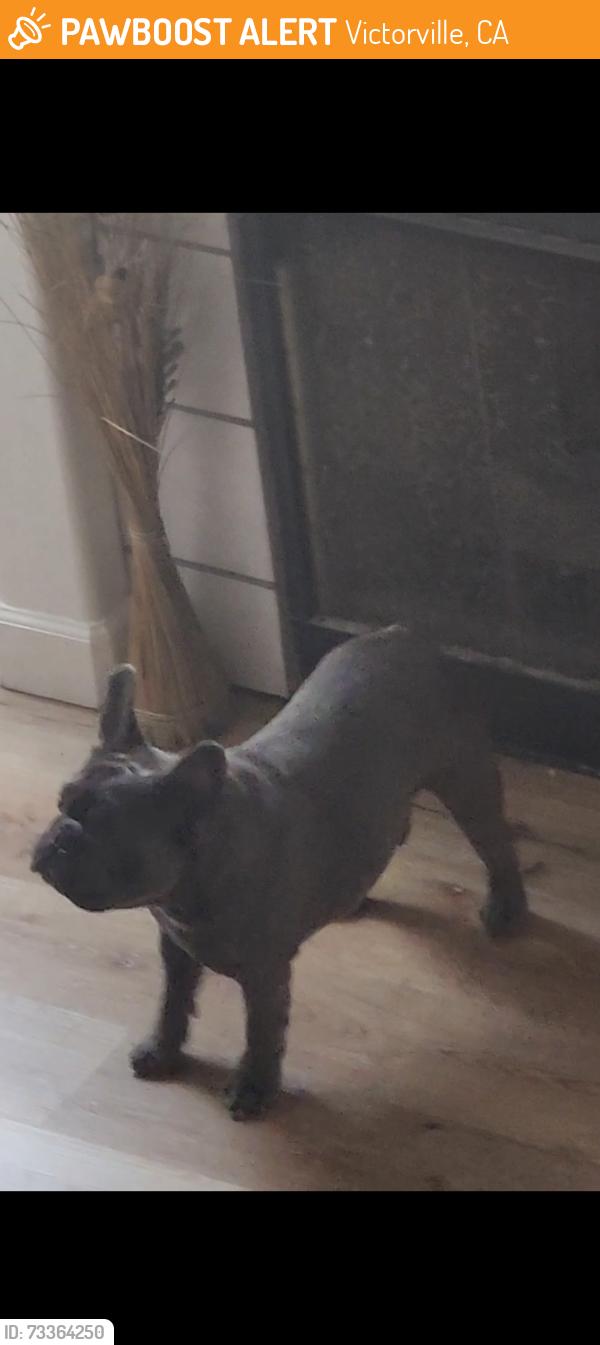 Found/Stray Male Dog last seen 5th and bear valley, Victorville, CA 92395