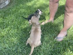 Found/Stray Female Dog last seen Friar Tuck and Westcrest drive, Arlington, TX 76013