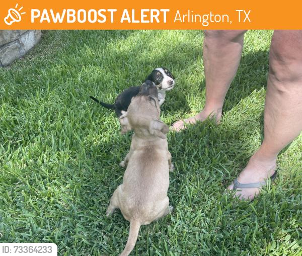 Found/Stray Female Dog last seen Friar Tuck and Westcrest drive, Arlington, TX 76013