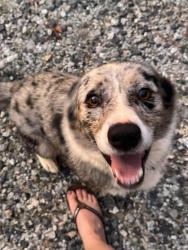 Reunited Male Dog last seen McCarns street and nc 152 west, China Grove, NC 28023