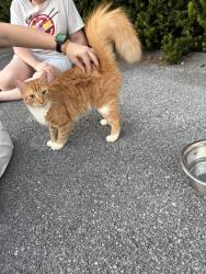 Found/Stray Male Cat last seen Wears Vslley Rd. And Kestrel Way., Pigeon Forge, TN 37862