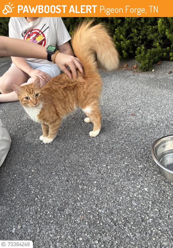 Found/Stray Male Cat last seen Wears Vslley Rd. And Kestrel Way., Pigeon Forge, TN 37862