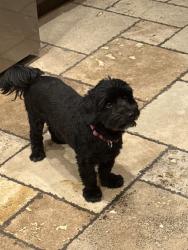 Reunited Female Dog last seen Near S hampton way, South Jordan, UT 84009