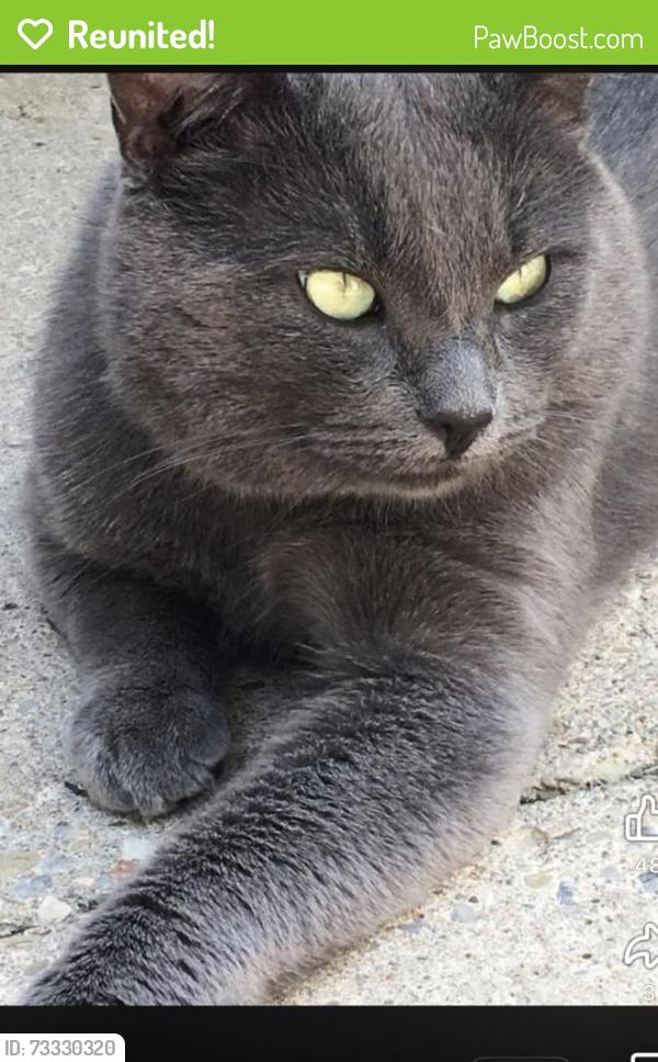Reunited Male Cat last seen Sullivan Dr/ Parkins Dr/Magill, Ajax, ON 