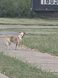 Found/Stray Unknown Dog last seen Near freedom drive Clarksville, Nashville, TN 37209