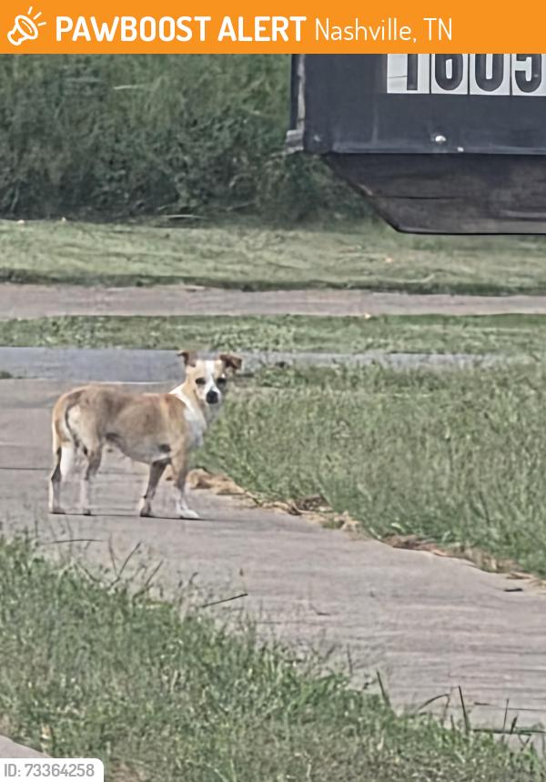 Found/Stray Unknown Dog last seen Near freedom drive Clarksville, Nashville, TN 37209
